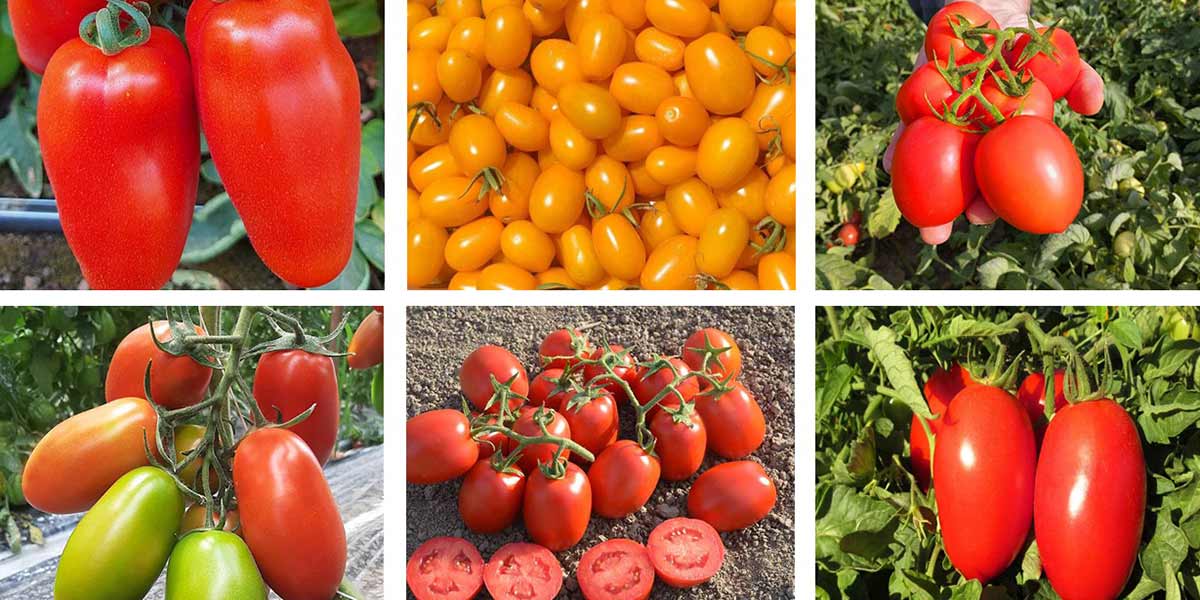 ISI Sementi, l’innovazione passa dai pomodori